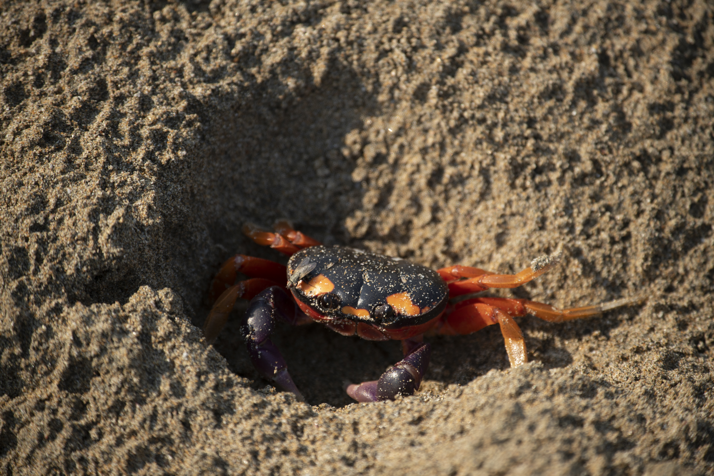 crab (Gecarcinus quadratus)