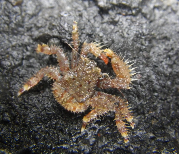 crab (Hapalogaster grebnitzkii)