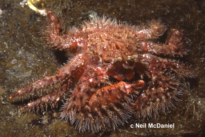 crab (Hapalogaster mertensii)