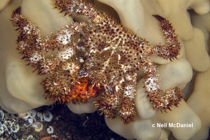 crab (Acantholithodes hispidus)