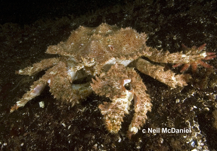 crab (Echidnocerus foraminatus)