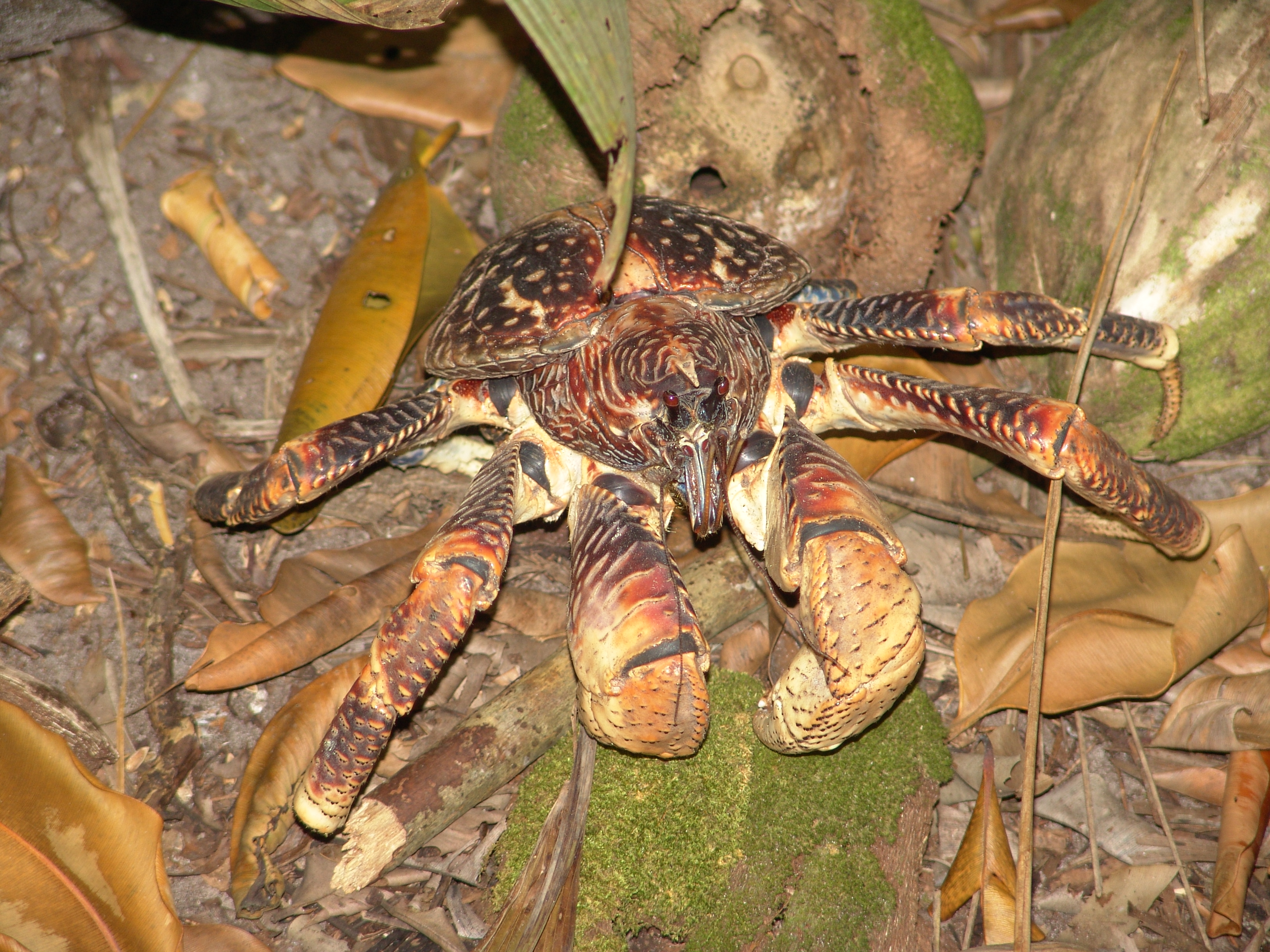 crab (Birgus latro)