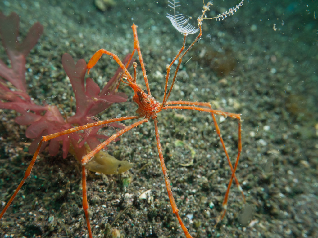 crab (Eplumula phalangium)