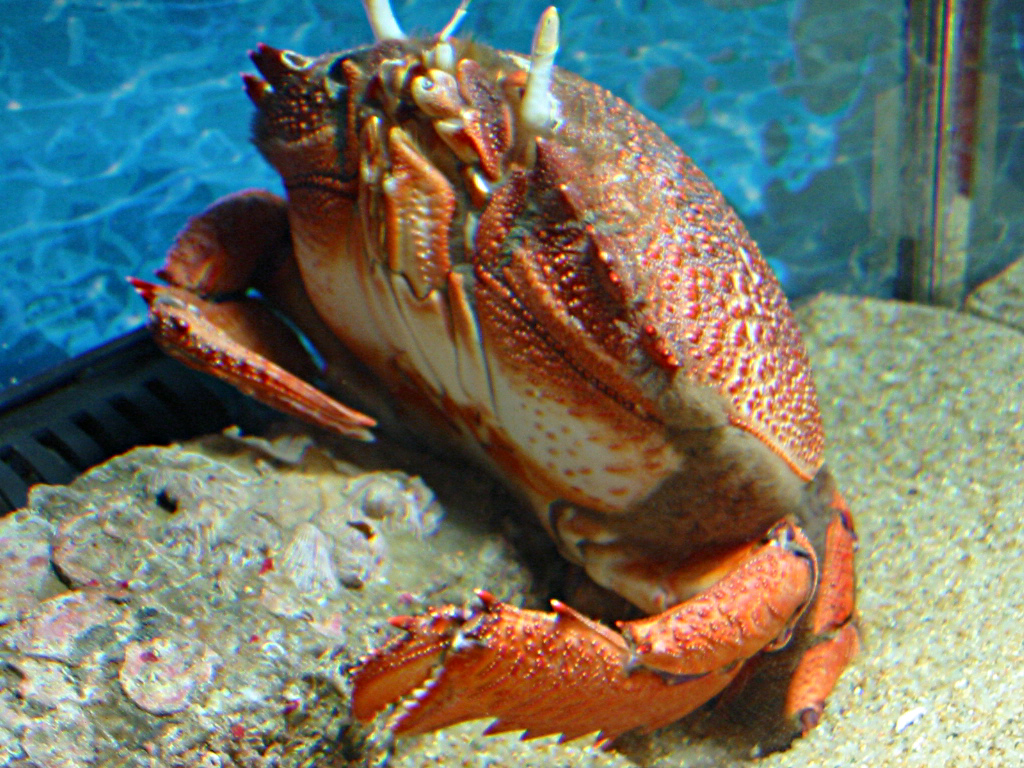 crab (Ranina ranina)